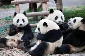 Chengdu untuk Liburan